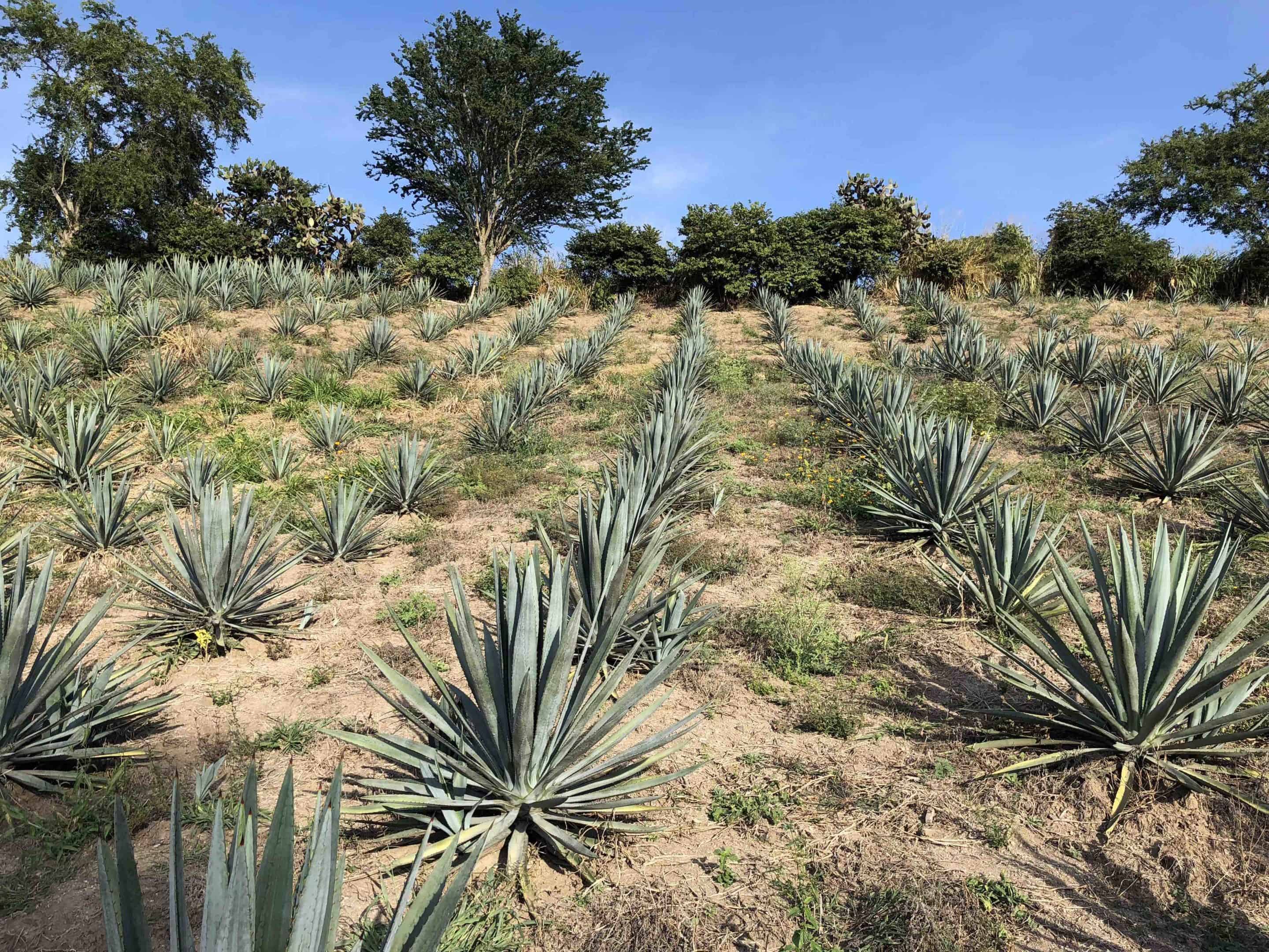 Agave maximiliana Archives Mezcalistas