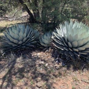 Agave parryi