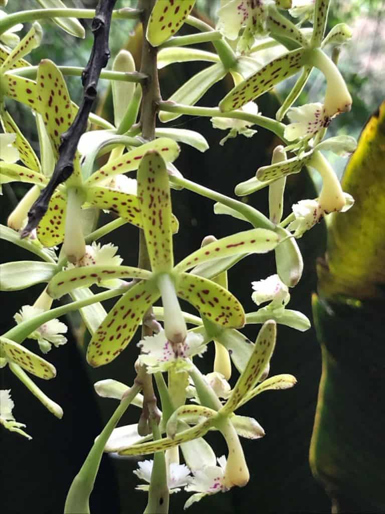 Los Pozos orchids