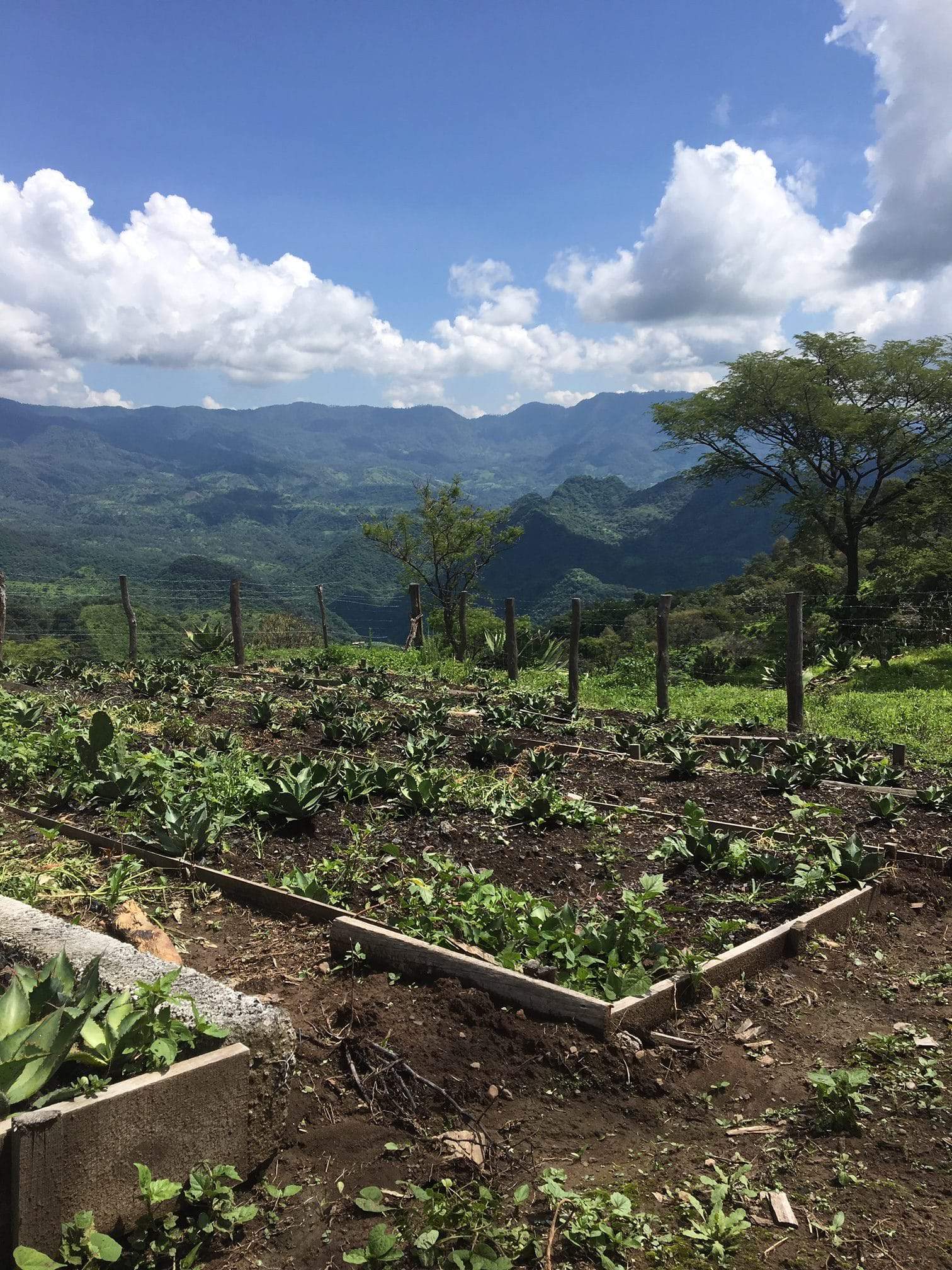 Vivero Don Mateo Mezcal Michoacan