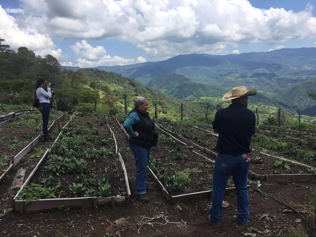 Vivero at Don Mateo Michoacan