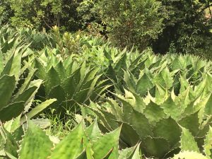 Cupreata field Michoacan