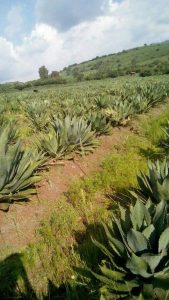 Field of inaequidens and cupreatas