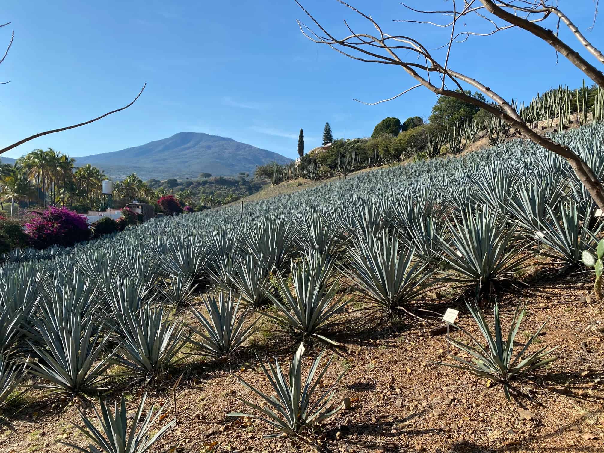 Tequila Agave Field Jalisco