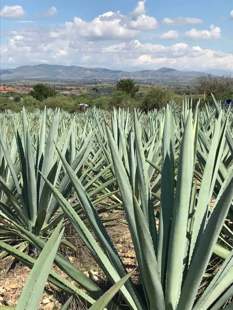 Agave fields