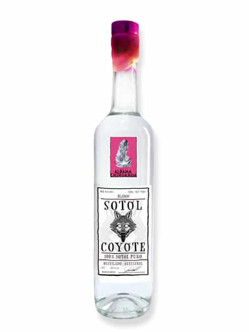 Sotol Coyote Chihuahua