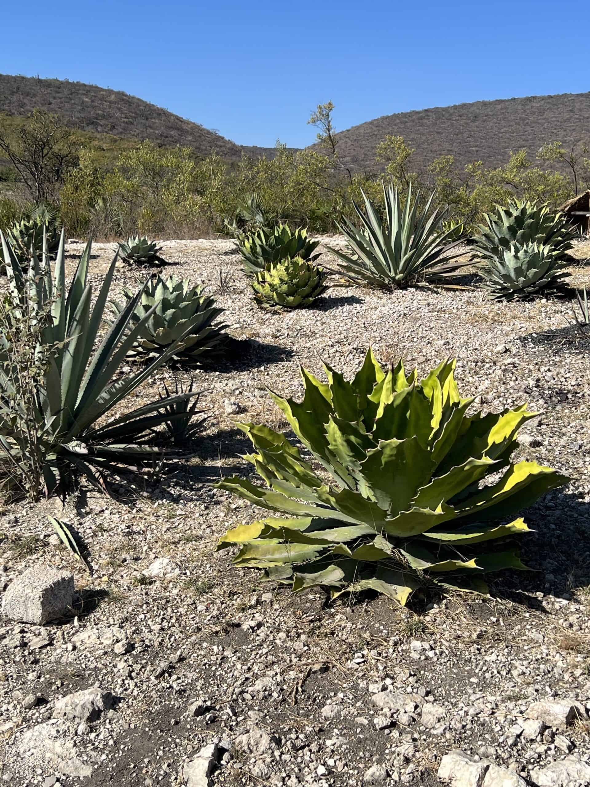 Agave  Mezcalistas