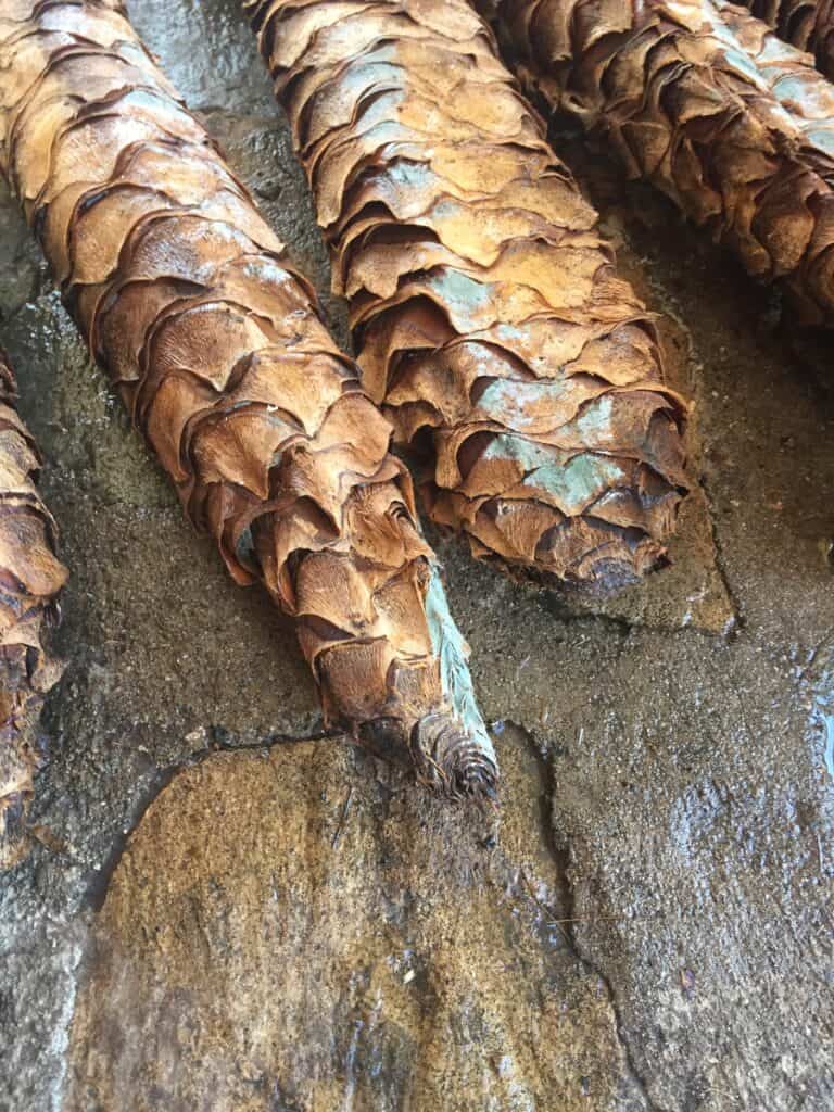 Dry fermented agaves