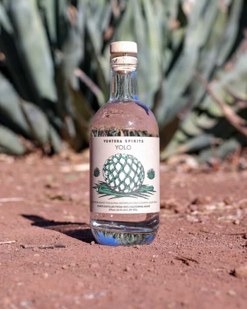 Ventura Spirits A. Tequilana