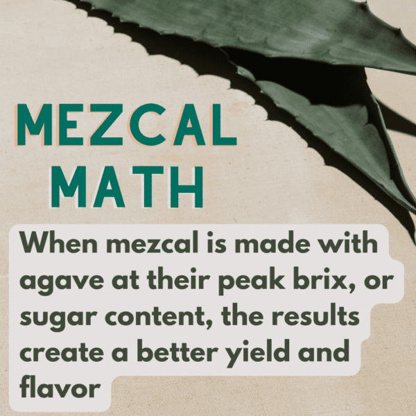,When mezcal is made with agave at their peak brix, or sugar content, the results create a better yield and flavor
