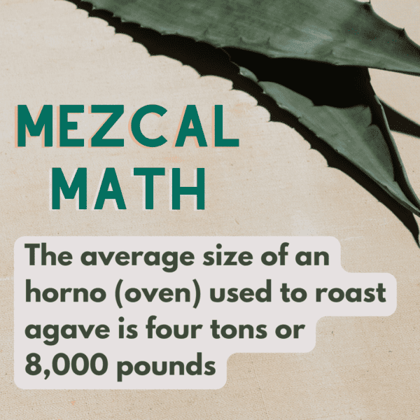 ,The average size of an horno (oven) used to roast agave is four tons or 8000 pounds