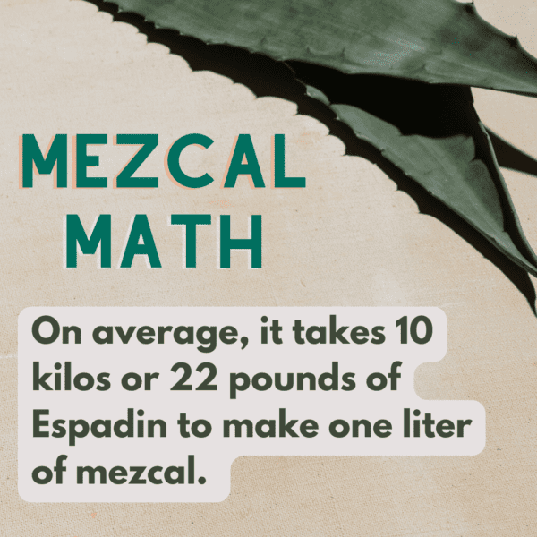 ,On average, it takes 10 kg or 22 pounds of espadin agave to make one liter of mezcal.