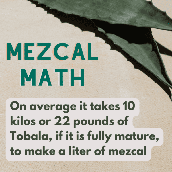 ,On average it takes 10 kg or 22 pounds of Tobala, if it is a fully mature plant, to make one liter of mezcal