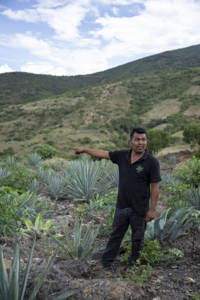 Grulani  La botella zapoteca