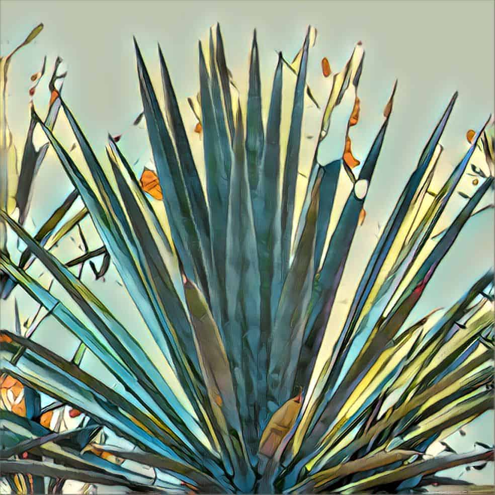 Agave Azul Landscapes