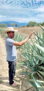 Why Chacolo is both the past and future of mezcal