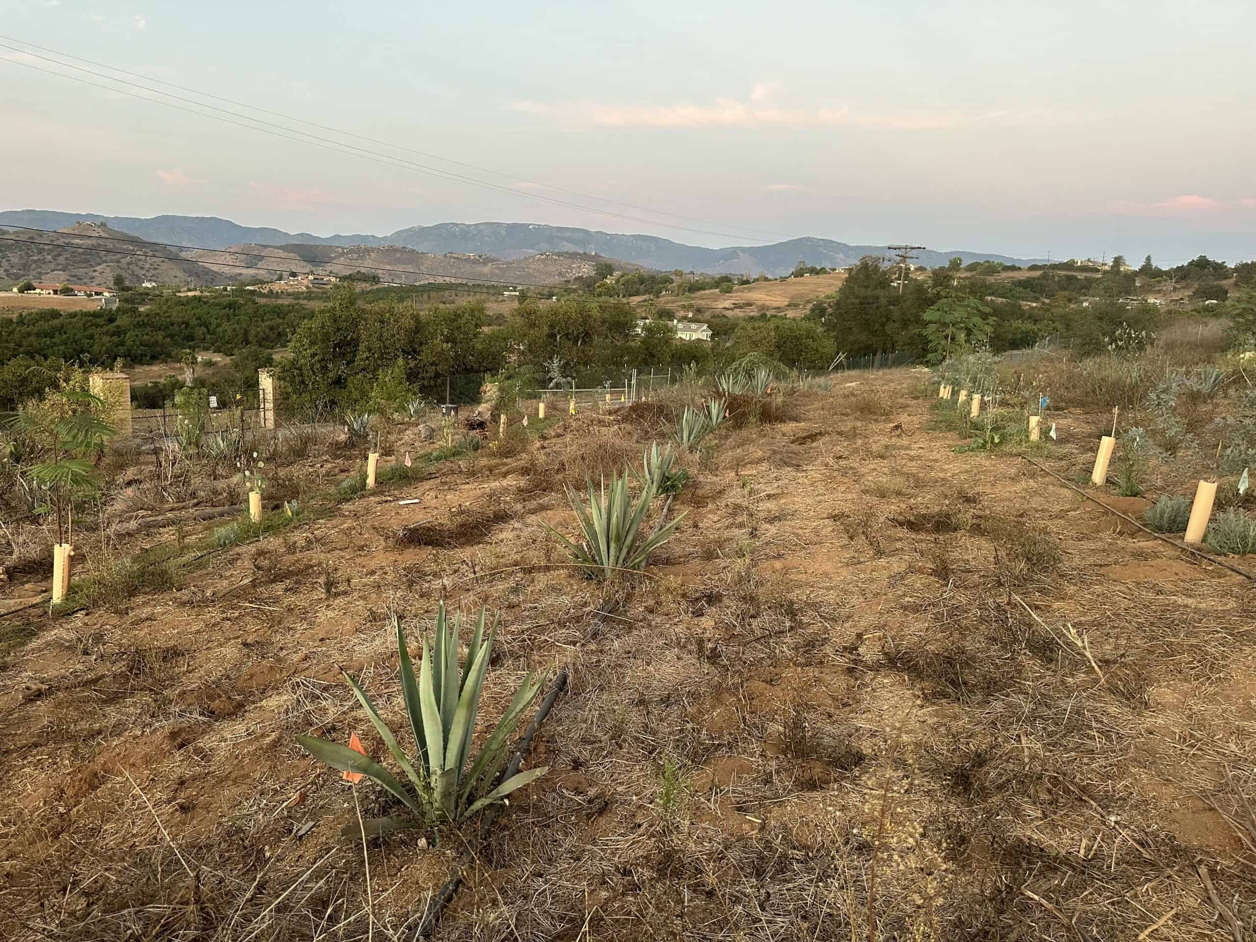 tequila 100 prozent agave Tequila Arette, Reposado Tequila 100% de Agave 1L – Graham Wine Co main image 1