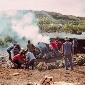 What is a tequio? Here's an example: local people volunteer unpaid labor to an agave roast.