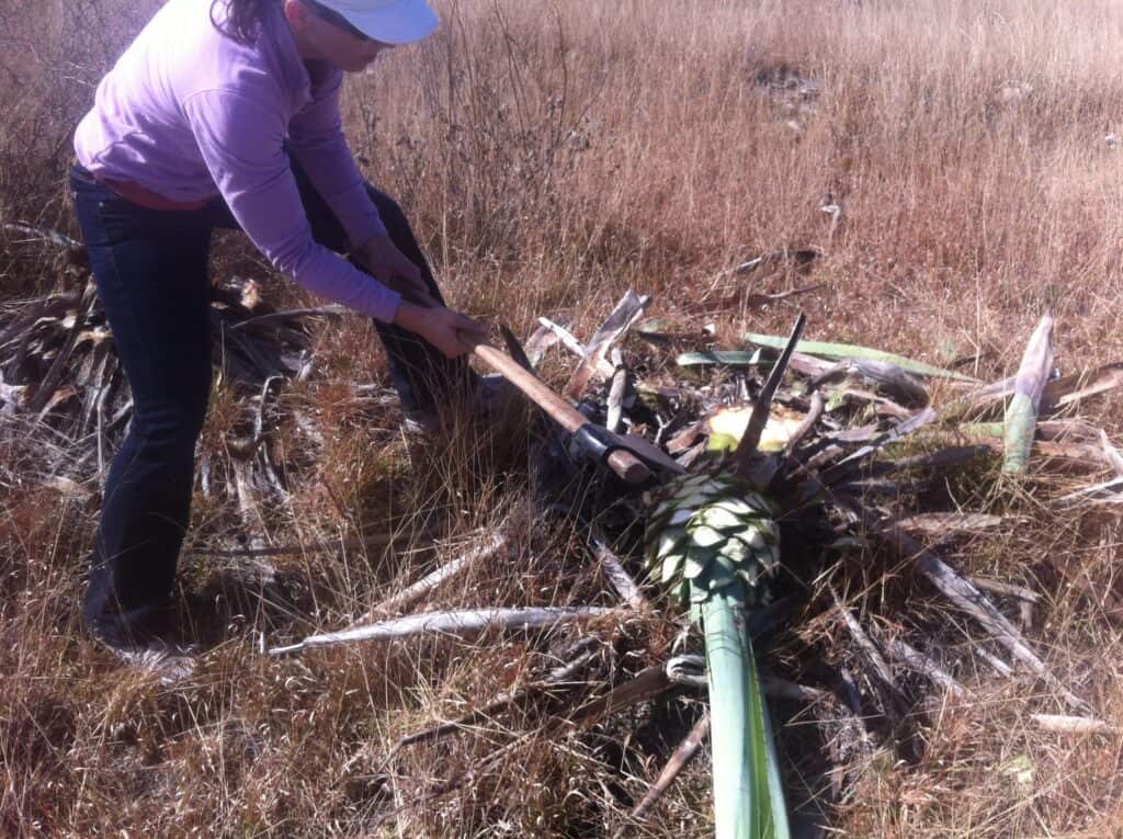 Ronda Brulotte cutting agave with an axe