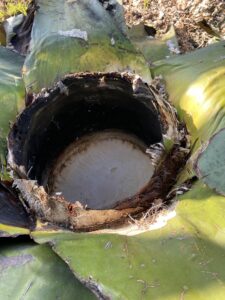 What do pulque and sourdough have in common? More than you’d think