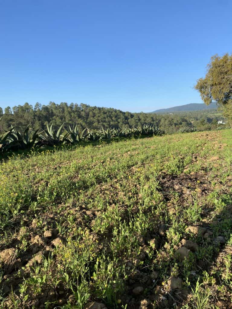 Harvesting and fermenting agua de miel