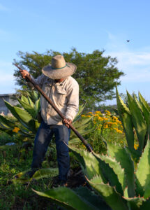 Traveling into the danger zone on the hunt for Legendario Domingo