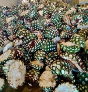 Agave and the boom and bust cycle