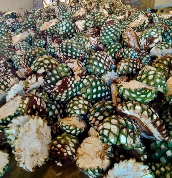 Agave, boom and bust cycle  Mezcalistas