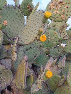 Sipping a cactus fruit: a meditation on culture, biology and yeast