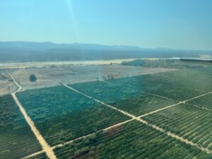 Unexpected reveals about Mexico’s role in the global expansion of agave