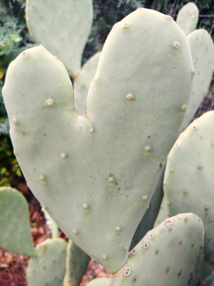 A heart-shaped nopal cactus