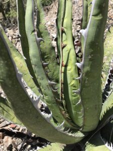 Jabalí poses thorny challenges for botanists and mezcaleros