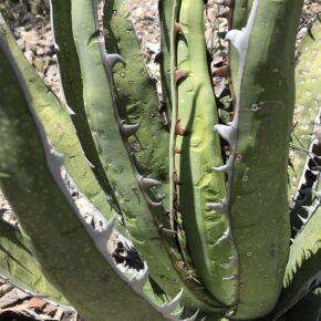 A specimen of Agave convallis