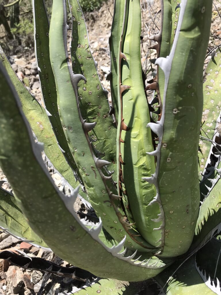 A specimen of Agave convallis