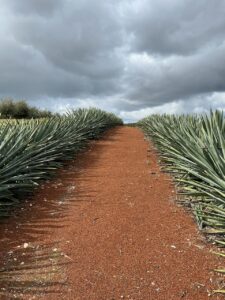 Beyond the binary: California agave spirits raise complex questions